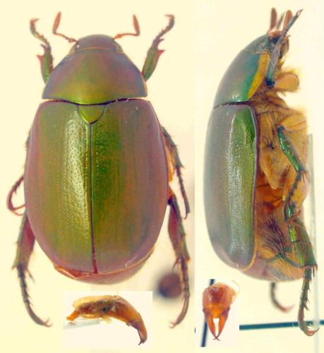 Réf. 341 825 : Anomala sp.